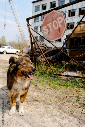 Dog near the stop sign in Chernobyl. Unfinished cooling tower next to reactor. Chernobyl Exclusion Zone