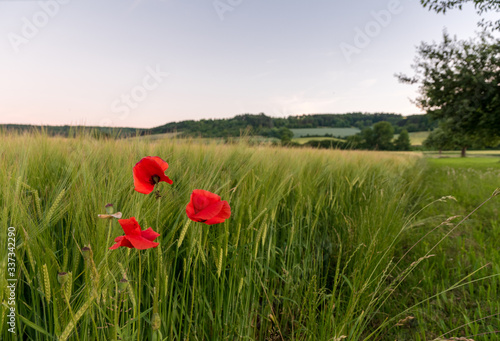 rote Mohnblumen im Getreidefeld