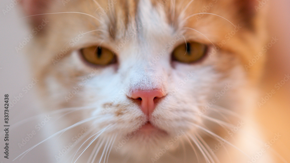 Lovely ginger cat closeup young clean face. Lovely ginger cat closeup young clean face.