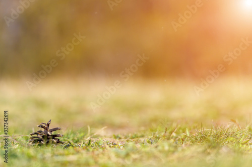 Pine cone on ground with grass © tomaspic