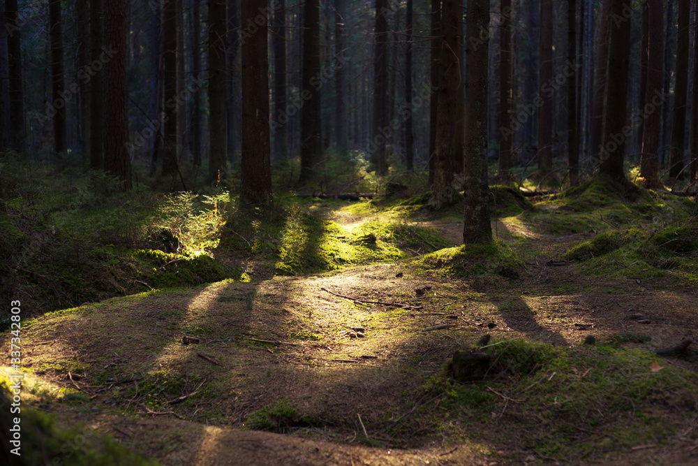 Obraz premium old pine forest on a sunny spring day