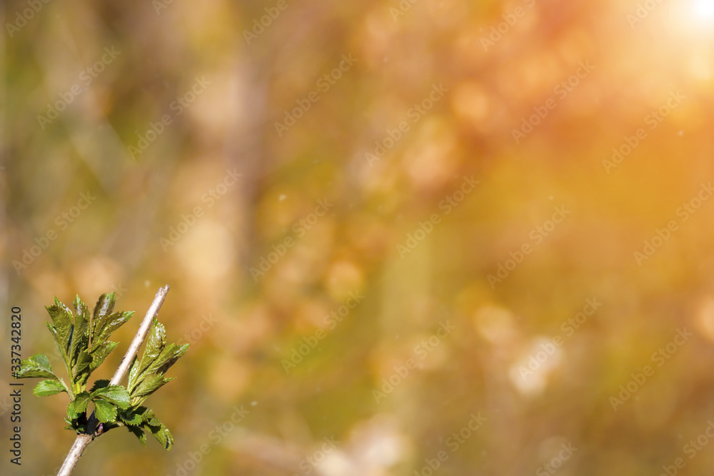 natural spring close up background with selective focus natural spring close up background with selective focus