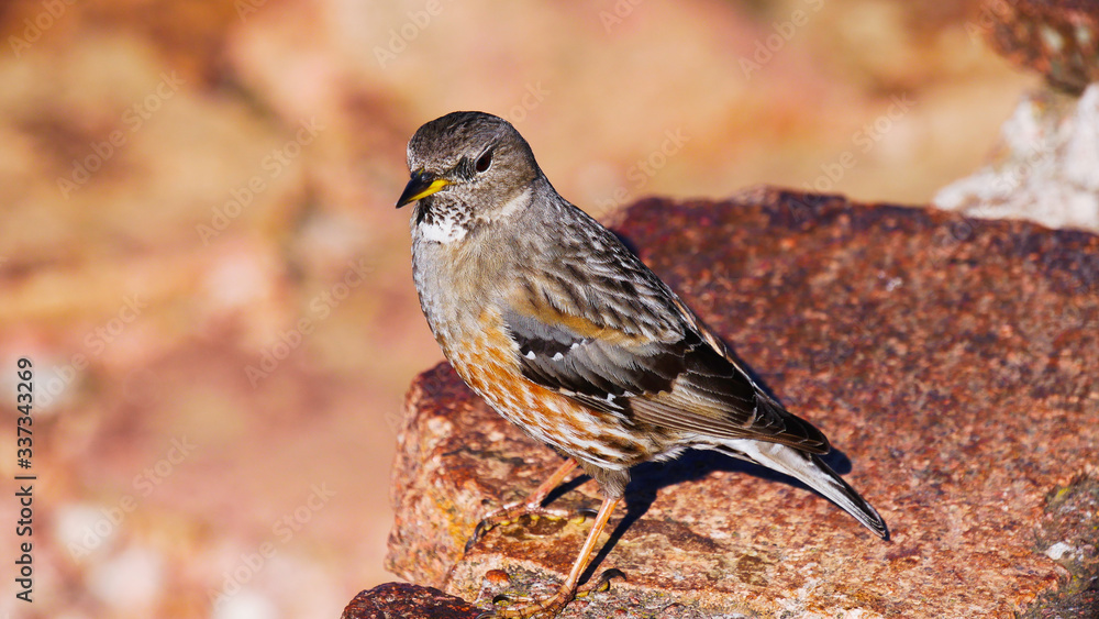 Petit oiseau sur un rocher dans un faune sauvage