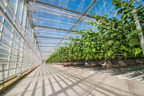 rows of cucumbers in a modern greenhouse, growing vegetables, designs made of...