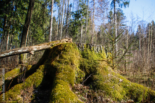 Spring in the forest  Belovezhskaya Pushcha National Park in Belarus and Poland - the oldest forest in Europe. Nature wakes up. Nature improves while people in coronavirus isolation.