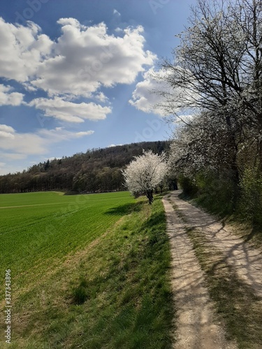 Road by the blooming tree  spring 