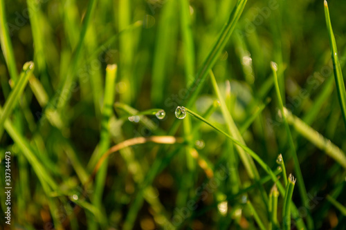 green grass with dew drops