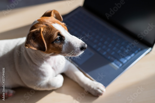 Puppy Jack Russell Terrier works at a laptop. A spoiled pet lies by a portable computer. Humor is a metaphor for the remote work of a programmer.