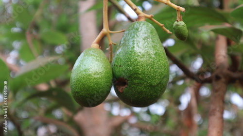 Avocado varieties Hass the meat is delicious.  