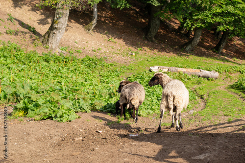 sheep in the meadow