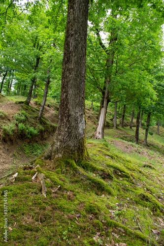 footpath in the forest