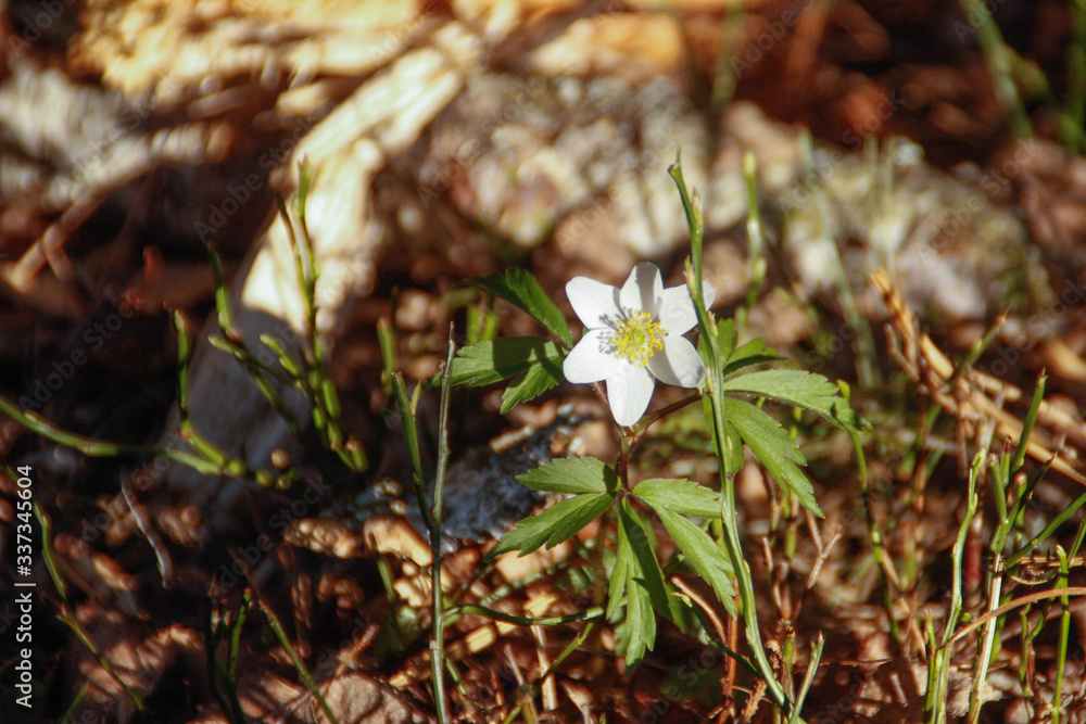 Spring in the forest, Belovezhskaya Pushcha National Park in Belarus and Poland - the oldest forest in Europe. Nature wakes up. Nature improves while people in coronavirus isolation. Spring in the forest, Belovezhskaya Pushcha National Park in Belarus and Poland - the oldest forest in Europe. Nature wakes up. Nature improves while people in coronavirus isolation.