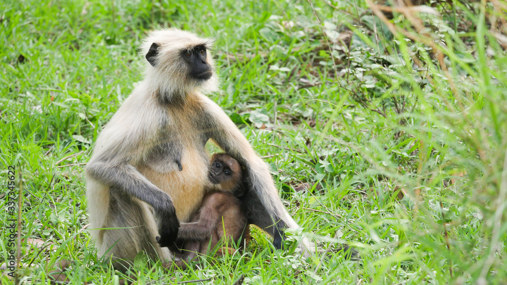 Fototapeta premium mother and child monkey 