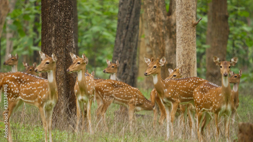 Принти на полотні Spotted dear in a group in natural jungles of india