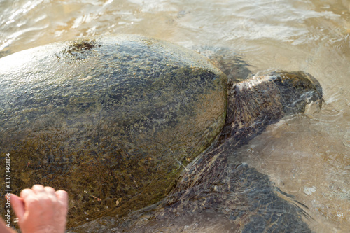 Fototapeta Naklejka Na Ścianę i Meble -  big turtle swims in water and eats algae