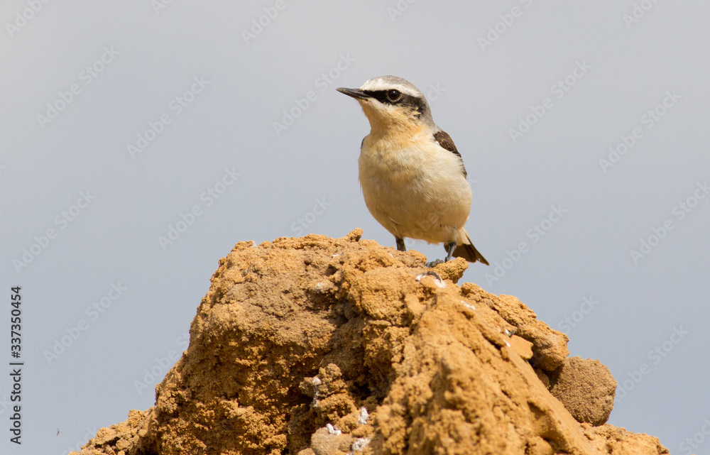 Fototapeta premium Wheatear, oenanthe. A bird sits in a sand quarry on a pile of sand