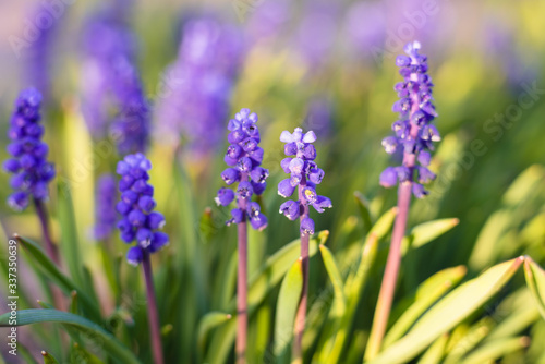 Muscari in the spring sunshine in the garden. Beautiful garden flowers. Spring blooming.