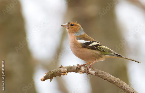 Finch, chaffinch, fringilla. Bird in the forest sits on a branch