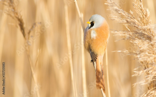 Bearded tit, panurus biarmicus. Bird sitting on reed near a river. Early sunny morning