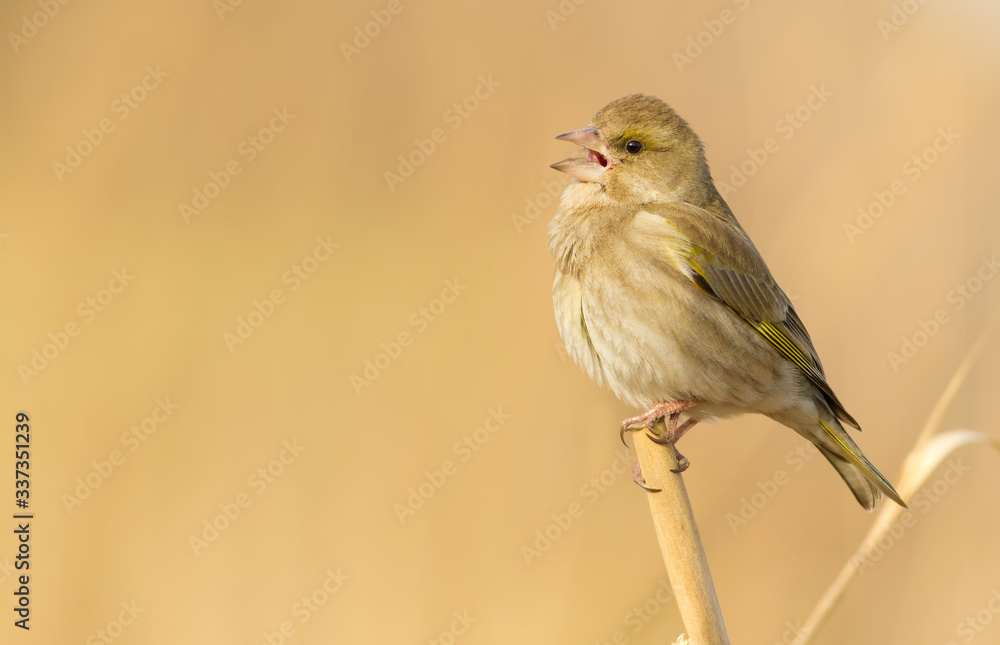 Fototapeta premium Greenfinch, chloris. A bird sits on a reed and sings