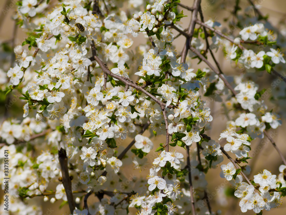 Flowering fruit tree. Cherries or cherry