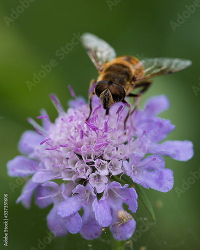 A bee pollinating a devil's bit scabious flower © DiegoJose
