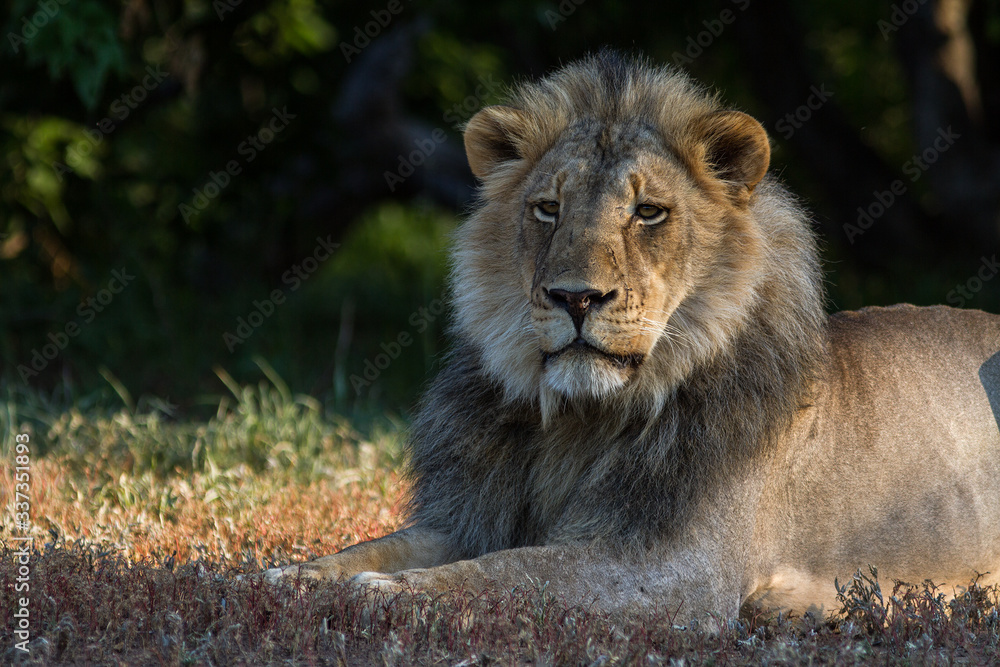 Fototapeta premium male lion in the wild