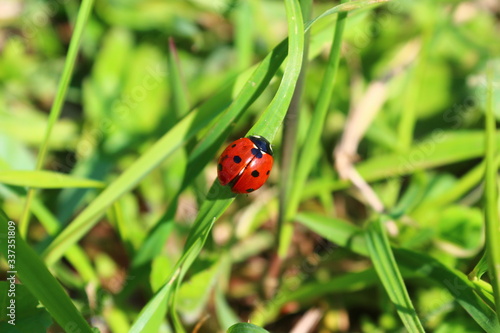 Coccinella su filo d’erba 