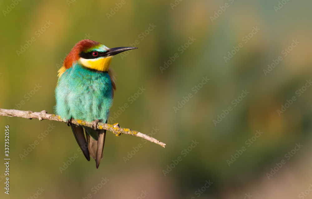 Сommon bee-eater, Merops apiaster. The bird sits on a beautiful branch and basks in the morning sun