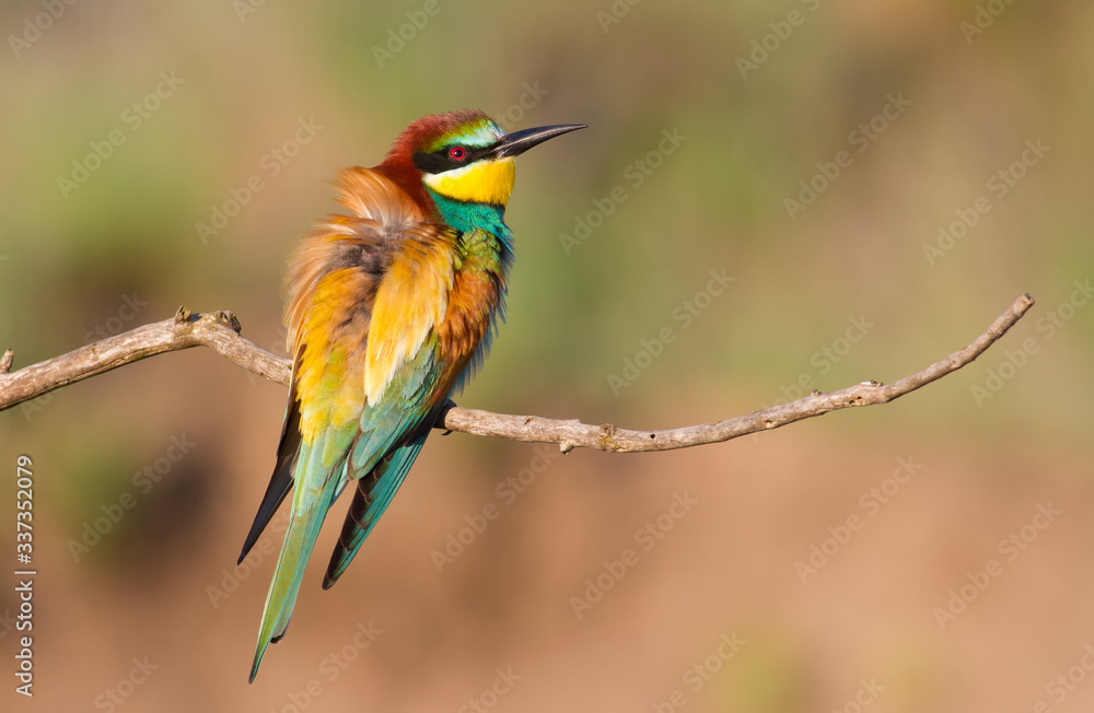 Сommon bee-eater, Merops apiaster. The bird sits on a beautiful branch and basks in the morning sun Сommon bee-eater, Merops apiaster. The bird sits on a beautiful branch and basks in the morning sun