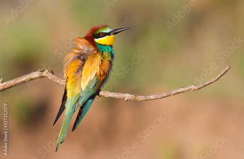 Сommon bee-eater, Merops apiaster. The bird sits on a beautiful branch and basks in the morning sun © Юрій Балагула