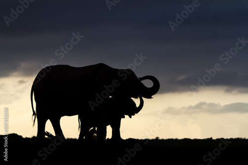 elephant silhouette