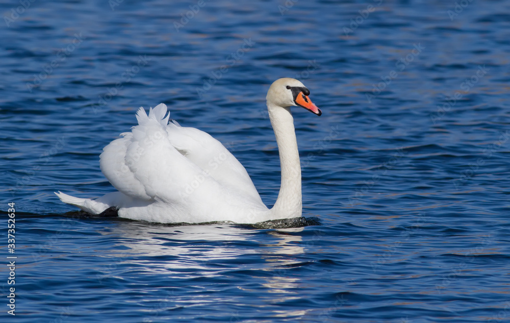 Mute swan. A bird floating on a river