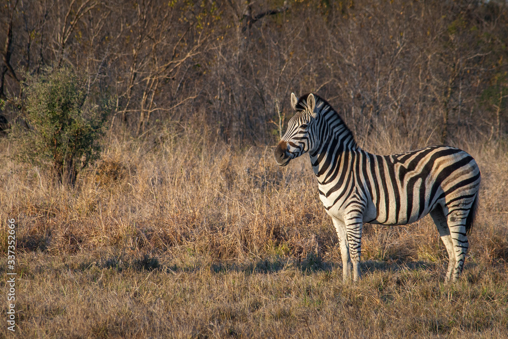 Zebra in the savannah