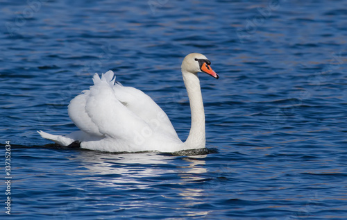 Mute swan. A bird floating on a river