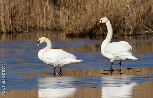 Mute swan. Two birds stand on ice