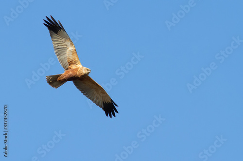 Marsh harrier. Bird flies against the sky