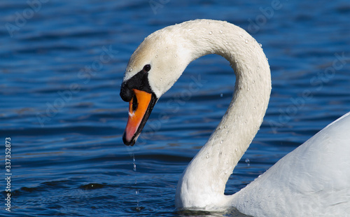 Mute swan. Close-up portrait of a bird