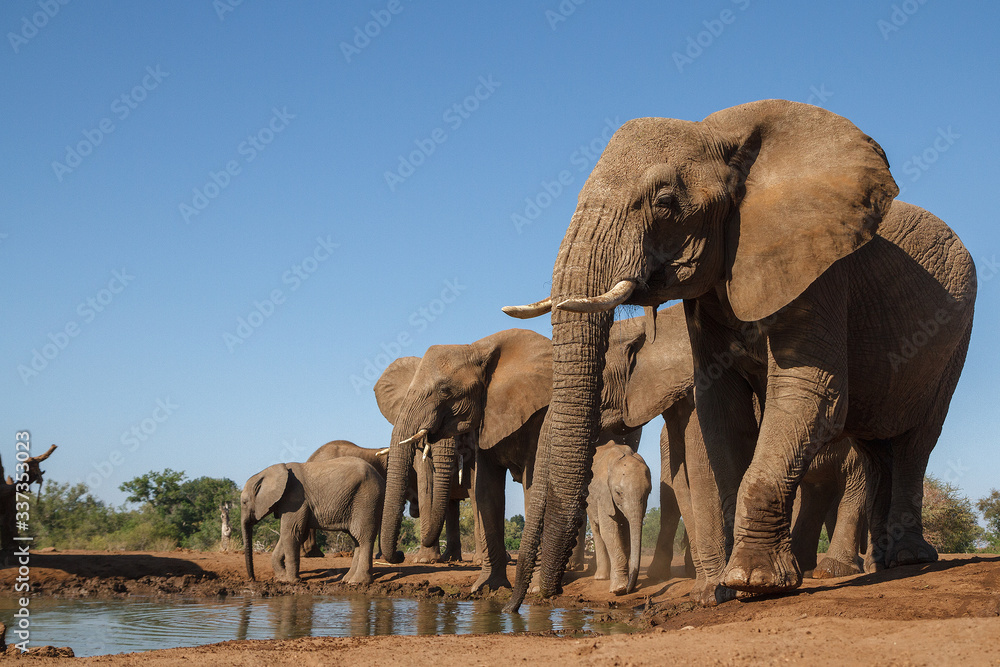 Fototapeta premium Elephants drinking in Botswana
