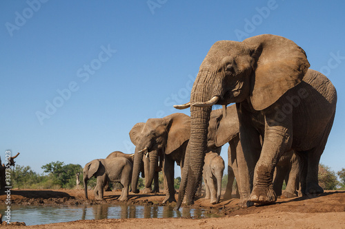 Elephants drinking in Botswana