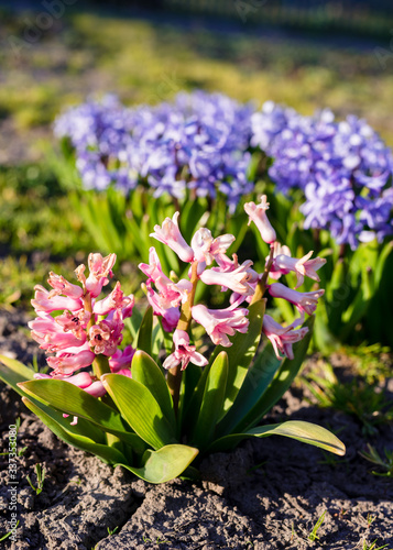 Hyacinths in the spring sunshine in the garden. Beautiful garden flowers. Spring blooming.
