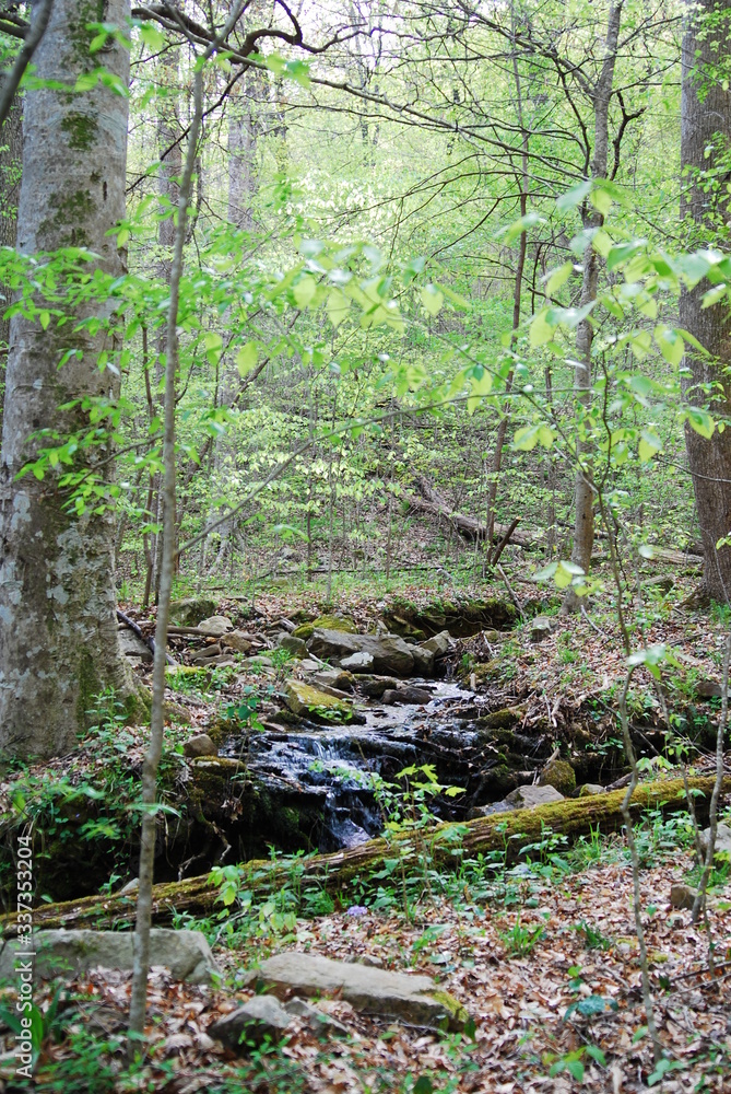 Fototapeta premium stream in the forest