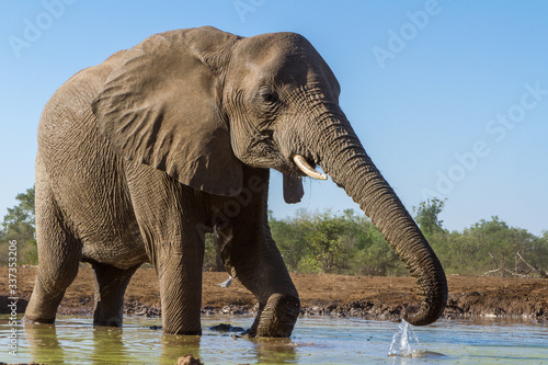elephant in a water hole