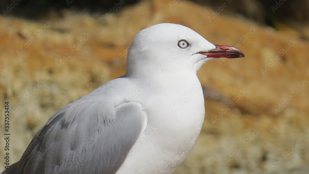 Coromandel New Zealand Möwe gull Coromandel New Zealand Möwe gull