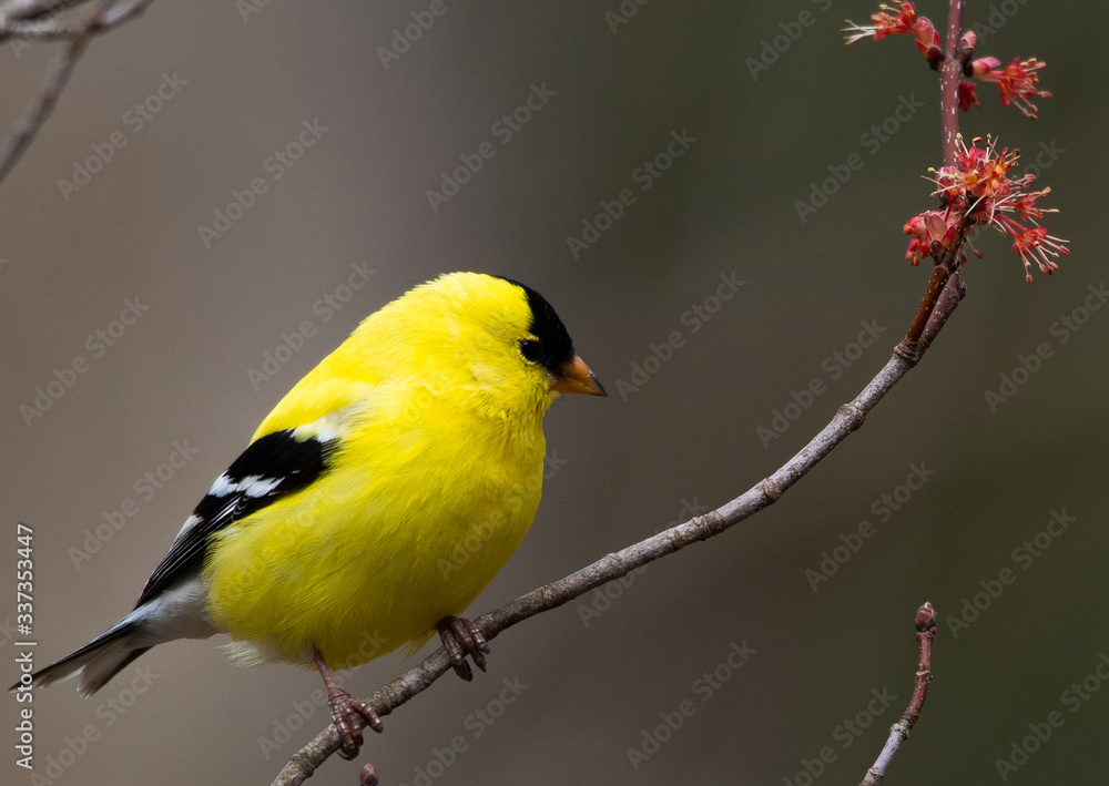 Bright yellow American goldfinch sitting on branch with spring blossoms Bright yellow American goldfinch sitting on branch with spring blossoms