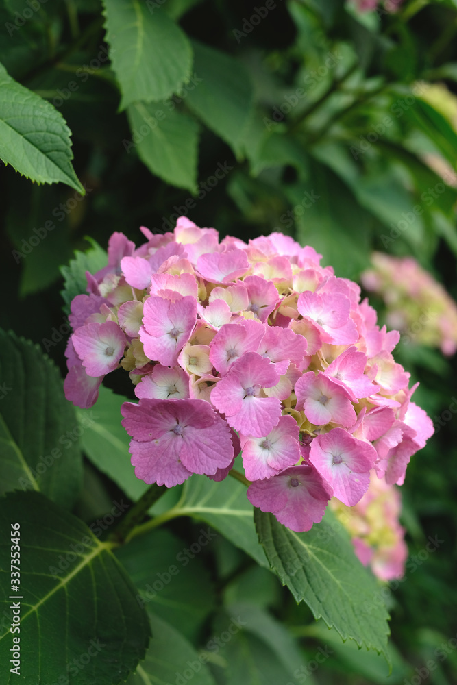 日本の東京都王子の飛鳥山で咲く 紫陽花のピンク色の花 日本の東京都王子の飛鳥山で咲く 紫陽花のピンク色の花