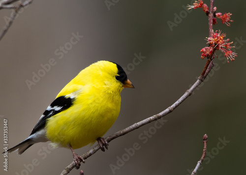 Bright yellow American goldfinch sitting on branch with spring blossoms