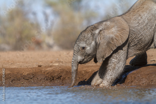 elephant calf drinks and wallows in water in Botswana