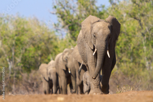 elephants walking