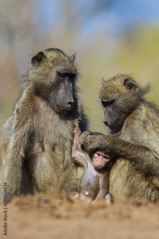 baboon mother grooming baby